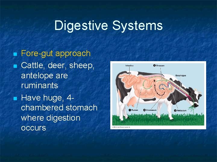 Digestive Systems n n n Fore-gut approach Cattle, deer, sheep, antelope are ruminants Have