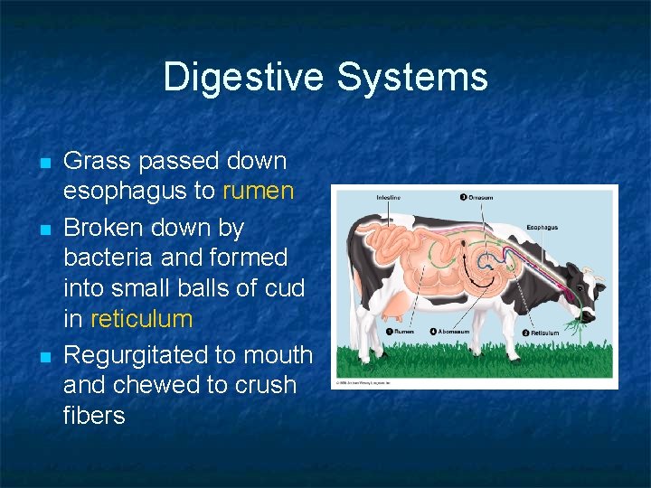 Digestive Systems n n n Grass passed down esophagus to rumen Broken down by