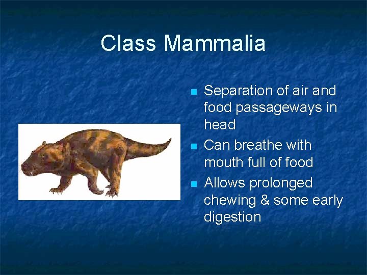 Class Mammalia n n n Separation of air and food passageways in head Can