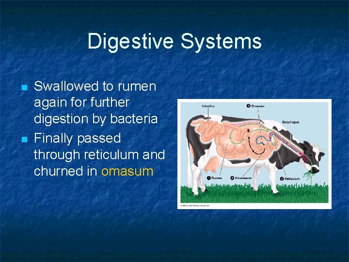 Digestive Systems n n Swallowed to rumen again for further digestion by bacteria Finally