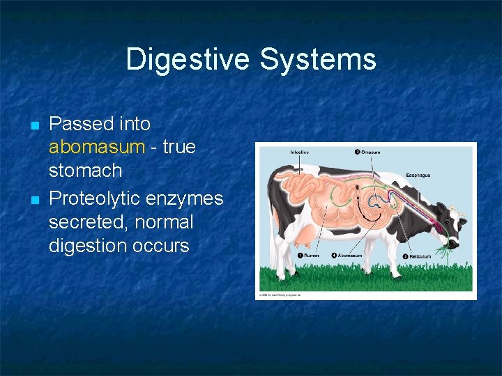 Digestive Systems n n Passed into abomasum - true stomach Proteolytic enzymes secreted, normal