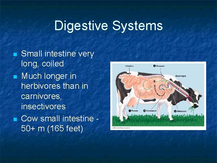 Digestive Systems n n n Small intestine very long, coiled Much longer in herbivores