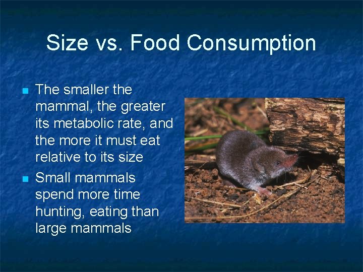 Size vs. Food Consumption n n The smaller the mammal, the greater its metabolic