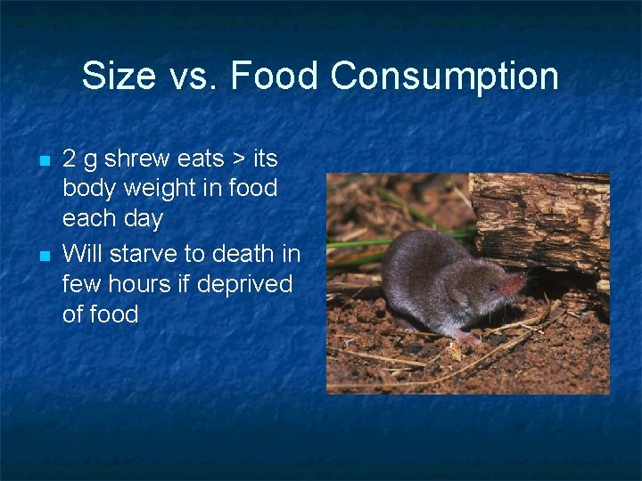 Size vs. Food Consumption n n 2 g shrew eats > its body weight