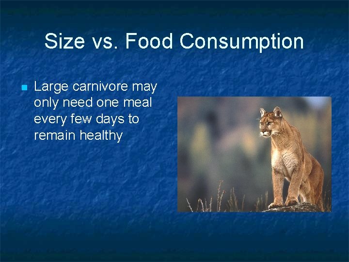 Size vs. Food Consumption n Large carnivore may only need one meal every few