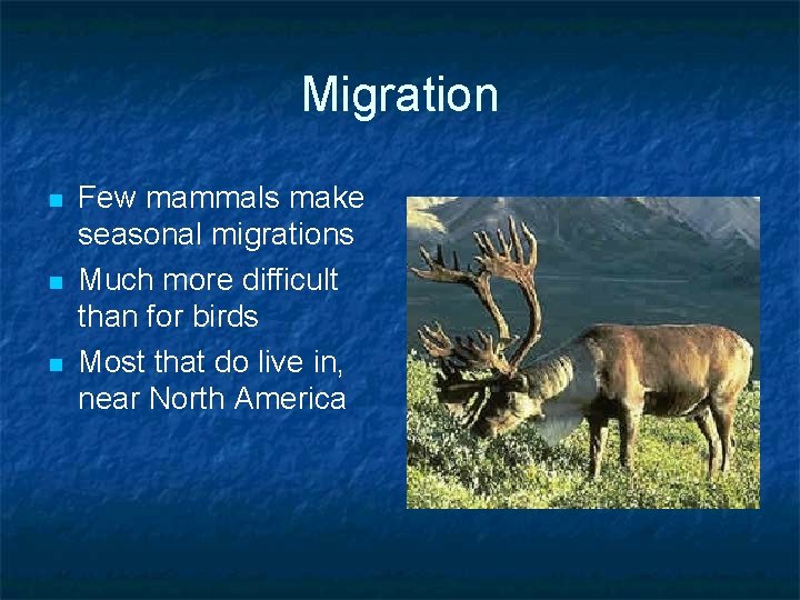 Migration n Few mammals make seasonal migrations Much more difficult than for birds Most