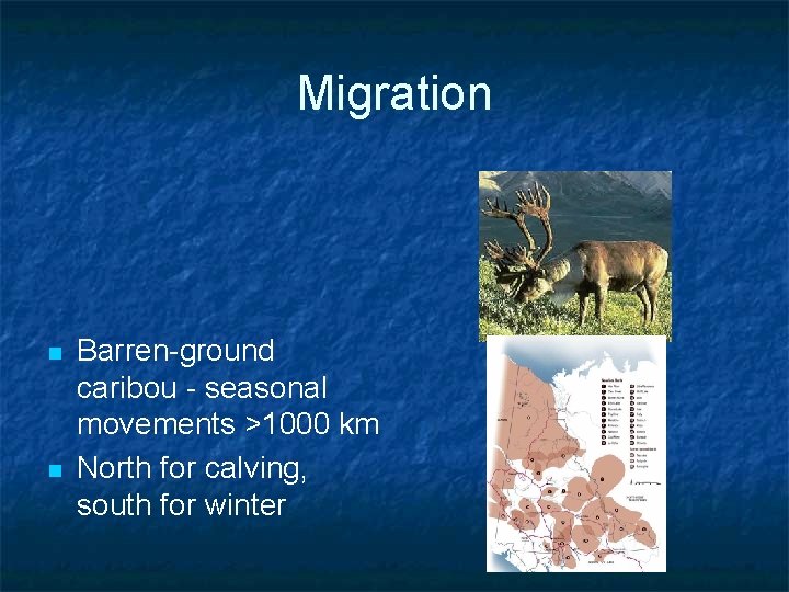 Migration n n Barren-ground caribou - seasonal movements >1000 km North for calving, south