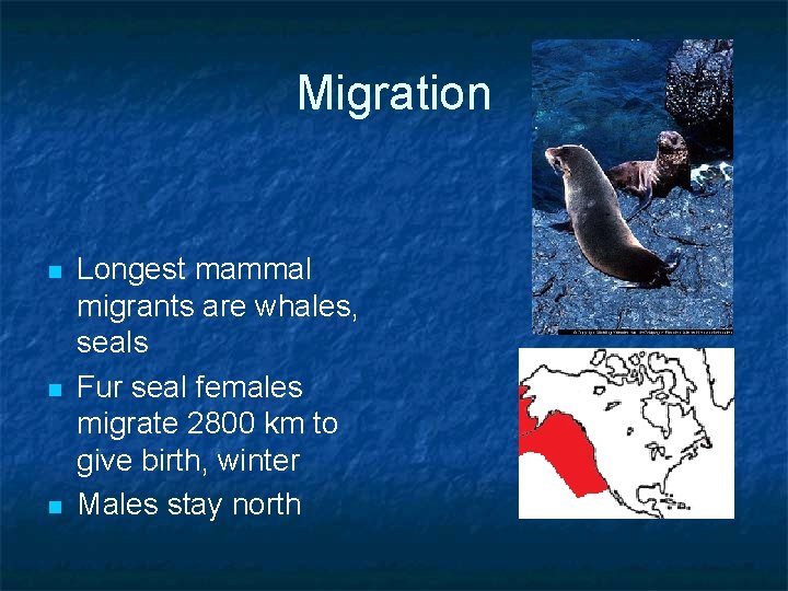 Migration n Longest mammal migrants are whales, seals Fur seal females migrate 2800 km