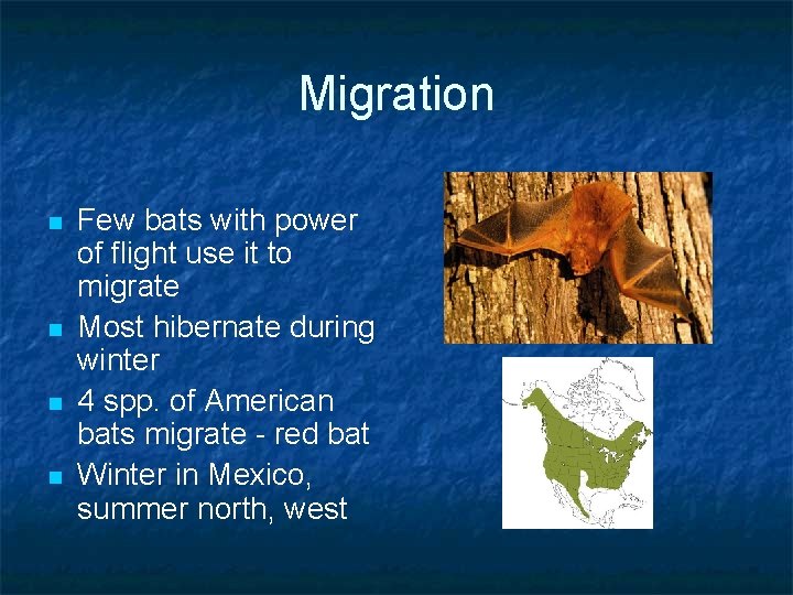 Migration n n Few bats with power of flight use it to migrate Most
