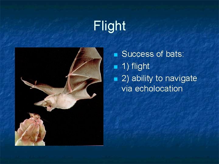 Flight n n n Success of bats: 1) flight 2) ability to navigate via