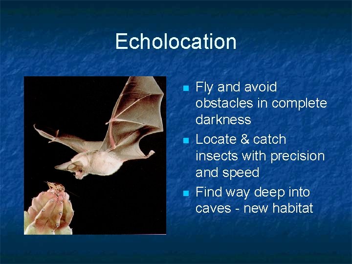 Echolocation n Fly and avoid obstacles in complete darkness Locate & catch insects with