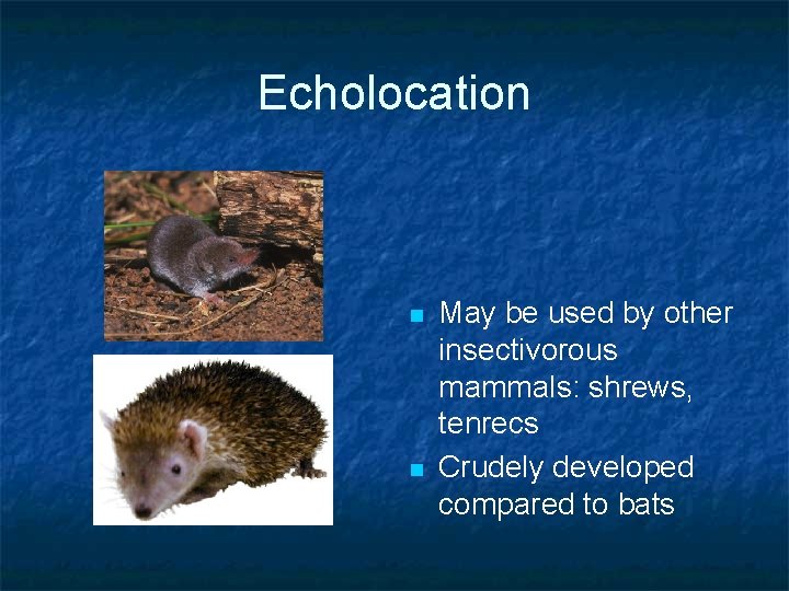 Echolocation n n May be used by other insectivorous mammals: shrews, tenrecs Crudely developed