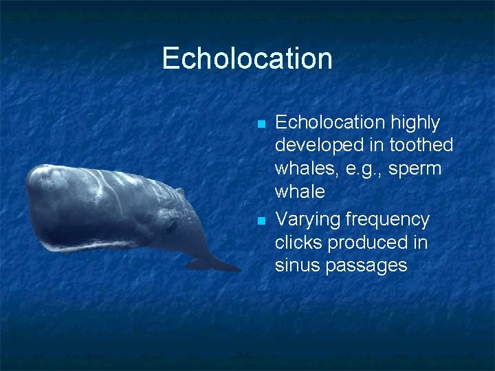 Echolocation n n Echolocation highly developed in toothed whales, e. g. , sperm whale