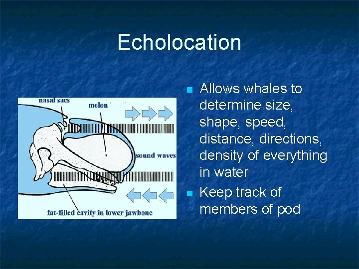 Echolocation n n Allows whales to determine size, shape, speed, distance, directions, density of