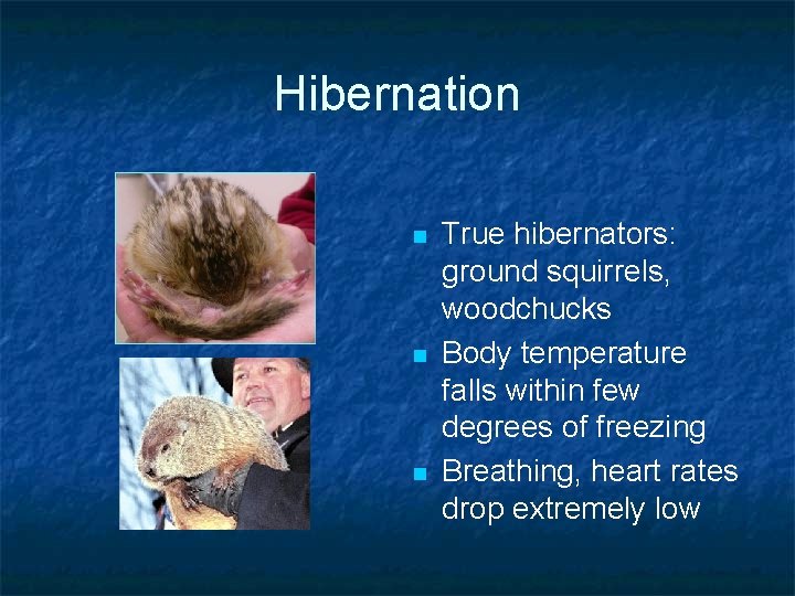 Hibernation n True hibernators: ground squirrels, woodchucks Body temperature falls within few degrees of