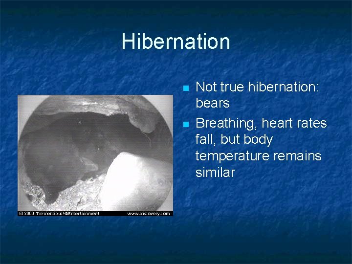 Hibernation n n Not true hibernation: bears Breathing, heart rates fall, but body temperature