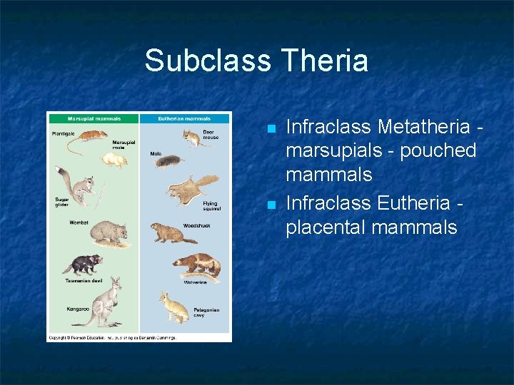 Subclass Theria n n Infraclass Metatheria marsupials - pouched mammals Infraclass Eutheria placental mammals