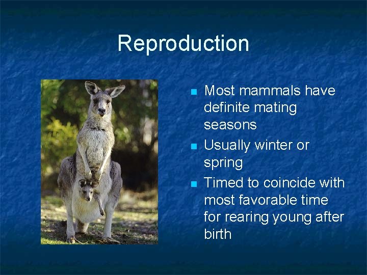 Reproduction n Most mammals have definite mating seasons Usually winter or spring Timed to