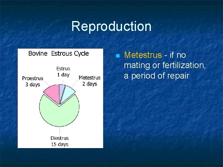 Reproduction n Metestrus - if no mating or fertilization, a period of repair 
