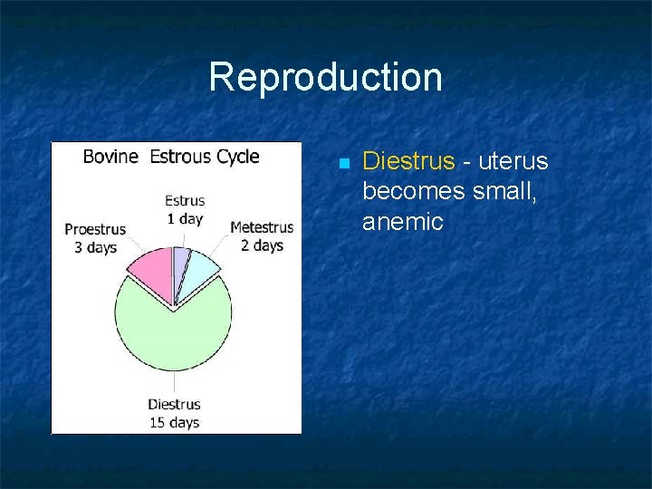 Reproduction n Diestrus - uterus becomes small, anemic 