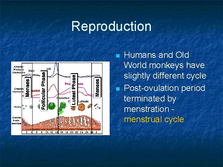 Reproduction n n Humans and Old World monkeys have slightly different cycle Post-ovulation period