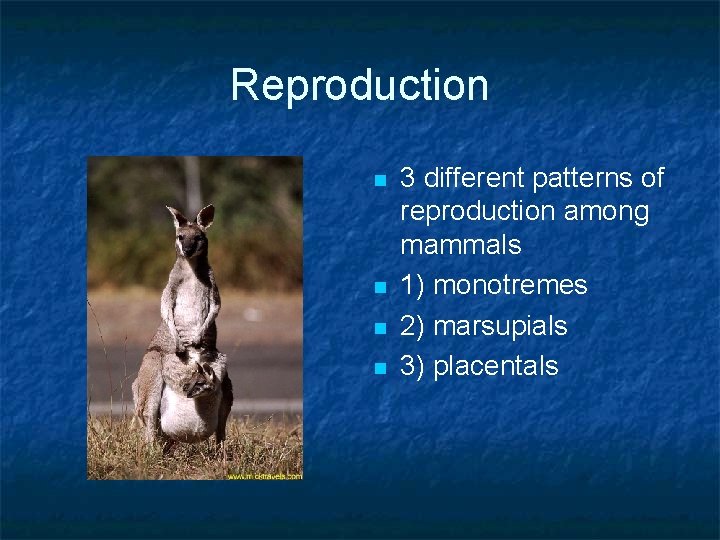 Reproduction n n 3 different patterns of reproduction among mammals 1) monotremes 2) marsupials