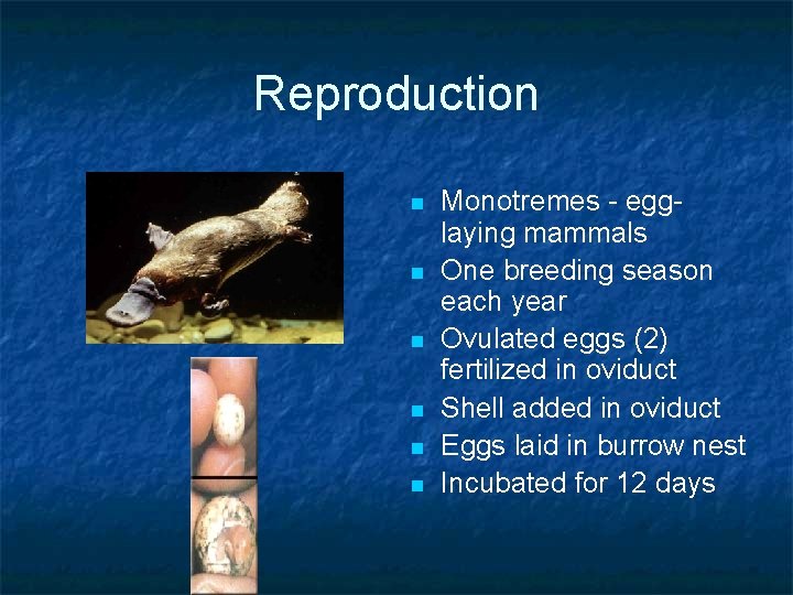 Reproduction n n n Monotremes - egglaying mammals One breeding season each year Ovulated