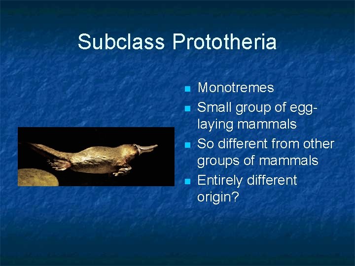 Subclass Prototheria n n Monotremes Small group of egglaying mammals So different from other