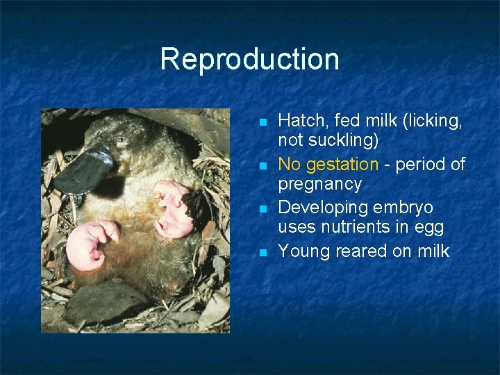 Reproduction n n Hatch, fed milk (licking, not suckling) No gestation - period of