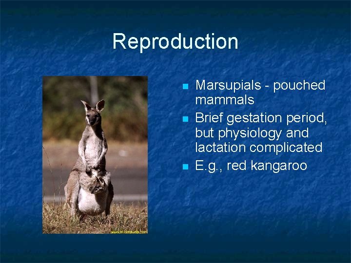 Reproduction n Marsupials - pouched mammals Brief gestation period, but physiology and lactation complicated