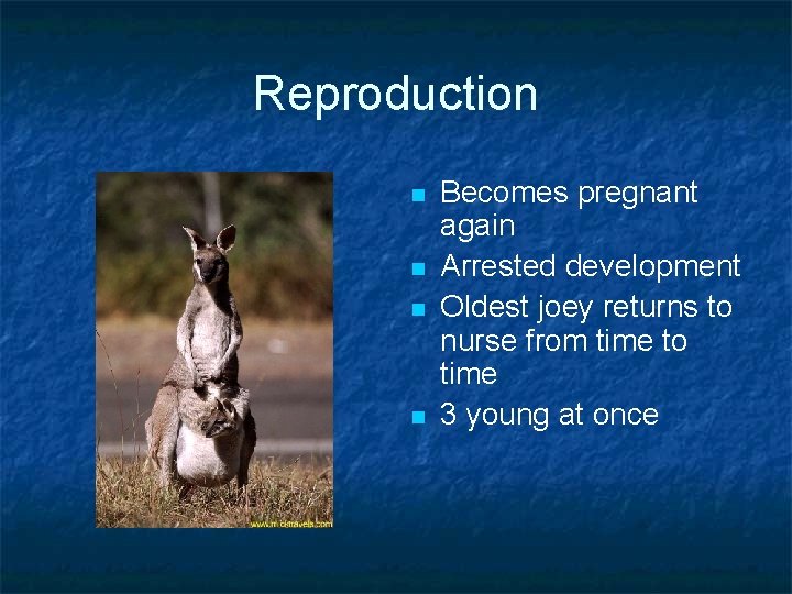 Reproduction n n Becomes pregnant again Arrested development Oldest joey returns to nurse from