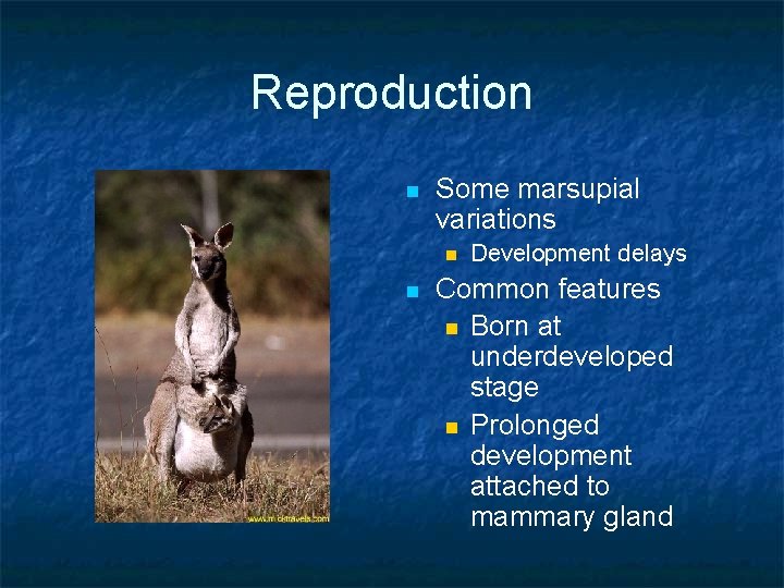 Reproduction n Some marsupial variations n n Development delays Common features n Born at