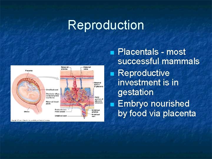 Reproduction n Placentals - most successful mammals Reproductive investment is in gestation Embryo nourished