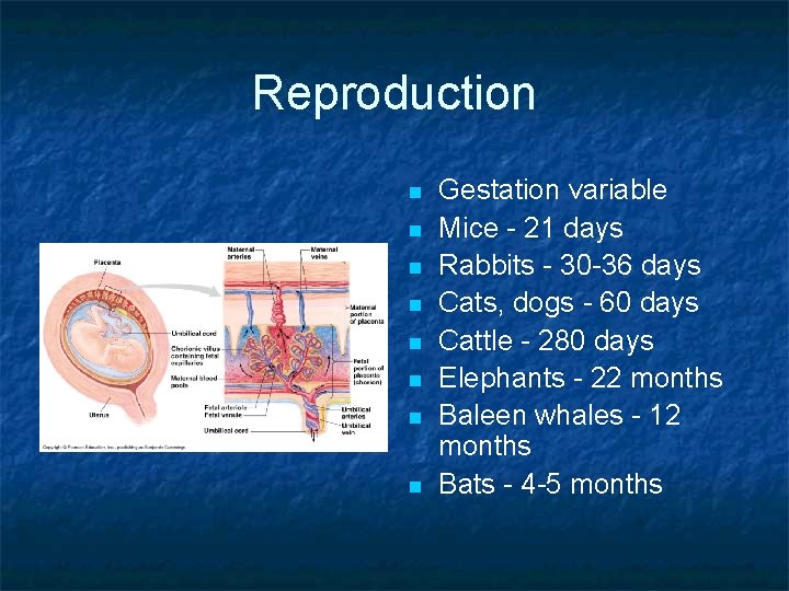 Reproduction n n n n Gestation variable Mice - 21 days Rabbits - 30