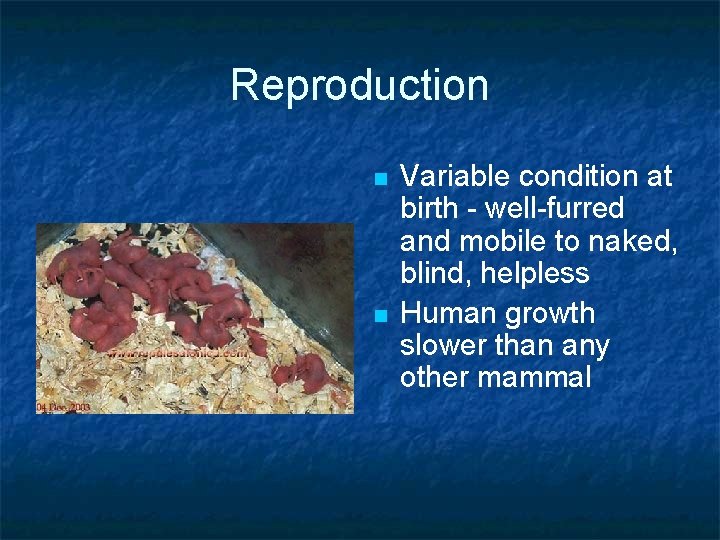 Reproduction n n Variable condition at birth - well-furred and mobile to naked, blind,