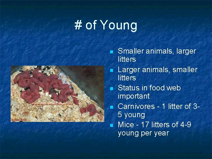# of Young n n n Smaller animals, larger litters Larger animals, smaller litters