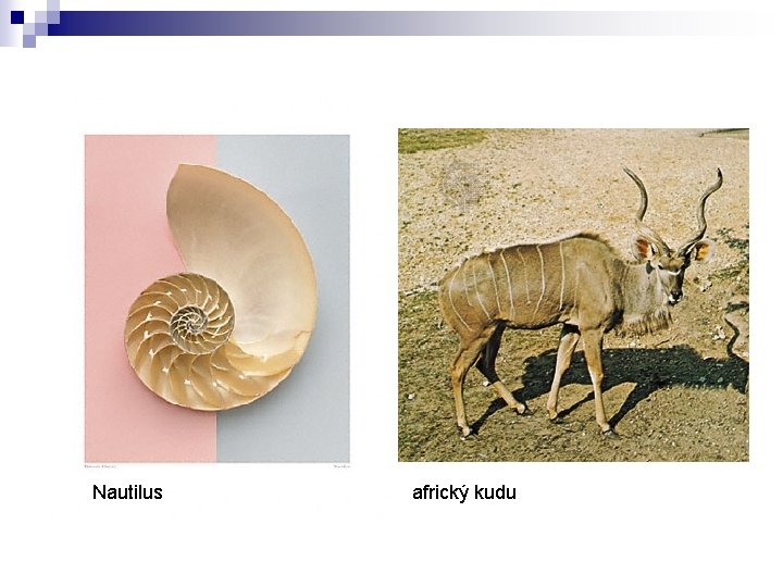 Nautilus africký kudu 