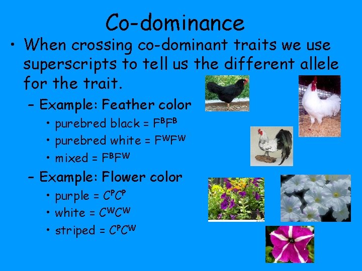 Co-dominance • When crossing co-dominant traits we use superscripts to tell us the different Co-dominance • When crossing co-dominant traits we use superscripts to tell us the different