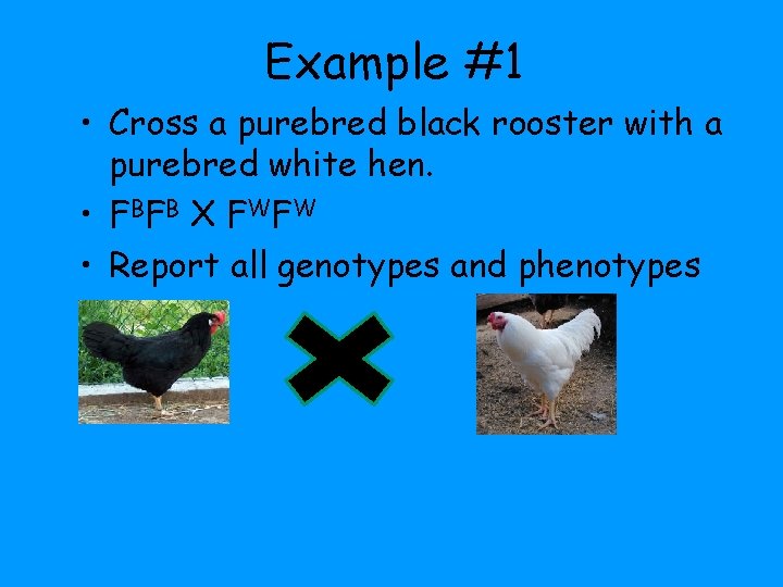 Example #1 • Cross a purebred black rooster with a purebred white hen. • Example #1 • Cross a purebred black rooster with a purebred white hen. •
