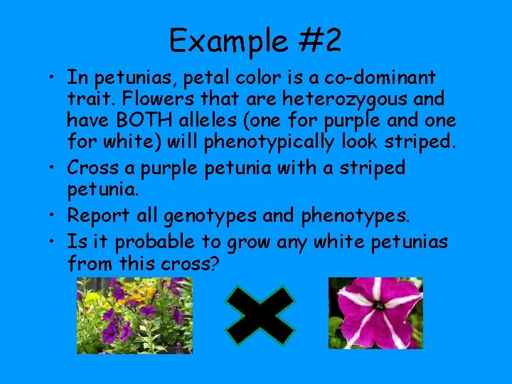 Example #2 • In petunias, petal color is a co-dominant trait. Flowers that are Example #2 • In petunias, petal color is a co-dominant trait. Flowers that are