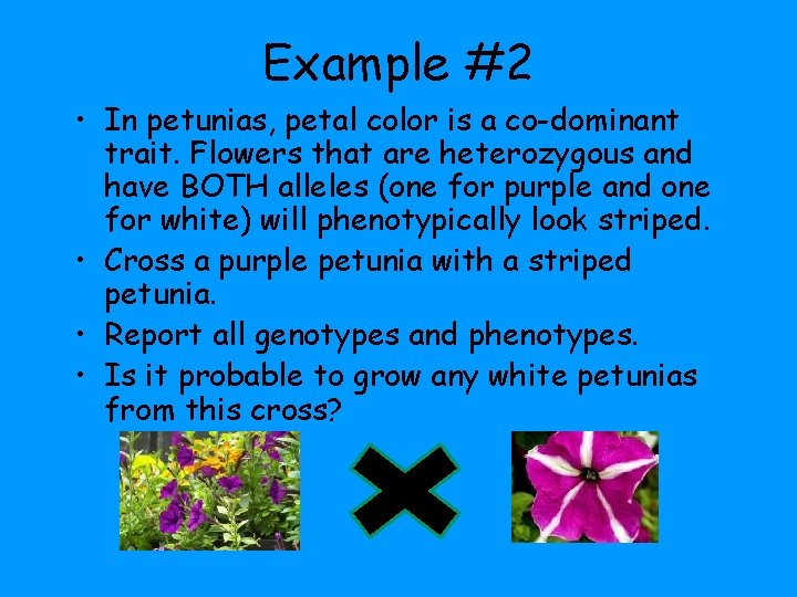 Example #2 • In petunias, petal color is a co-dominant trait. Flowers that are