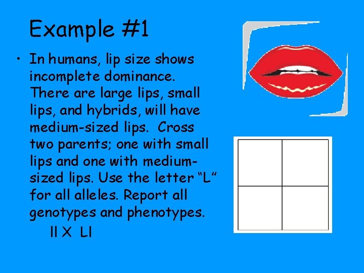 Example #1 • In humans, lip size shows incomplete dominance. There are large lips,