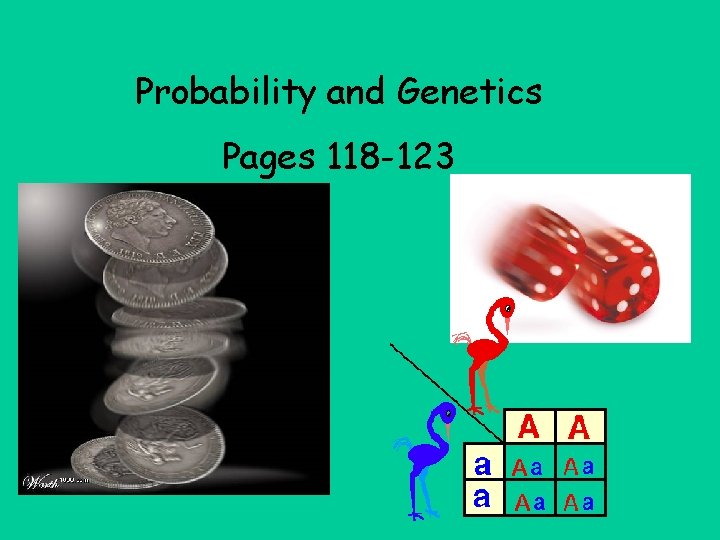 Probability and Genetics Pages 118 -123 