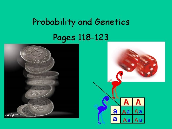 Probability and Genetics Pages 118 -123 Probability and Genetics Pages 118 -123