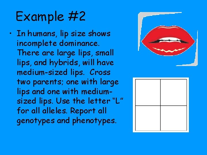 Example #2 • In humans, lip size shows incomplete dominance. There are large lips,