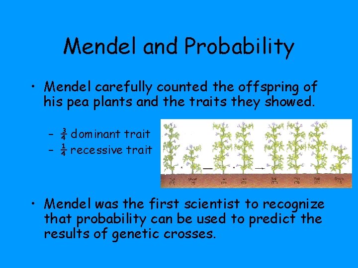 Mendel and Probability • Mendel carefully counted the offspring of his pea plants and