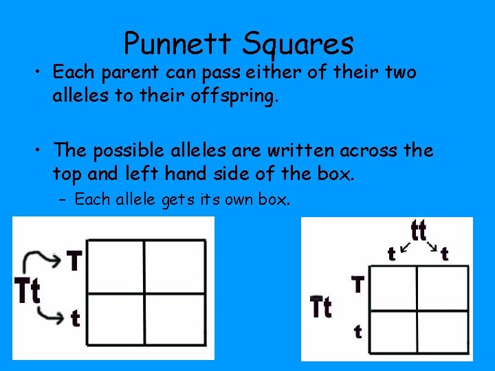 Punnett Squares • Each parent can pass either of their two alleles to their