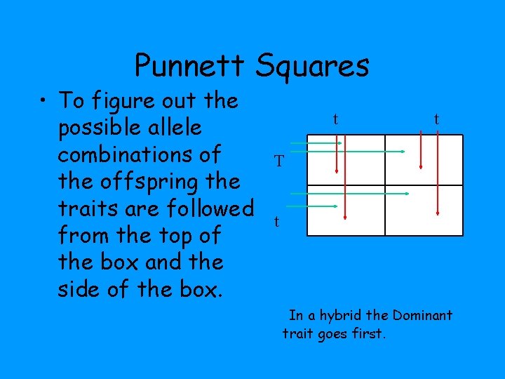 Punnett Squares • To figure out the possible allele combinations of the offspring the Punnett Squares • To figure out the possible allele combinations of the offspring the