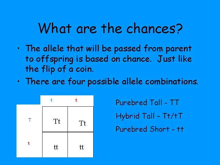 What are the chances? • The allele that will be passed from parent to