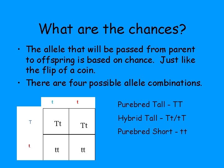 What are the chances? • The allele that will be passed from parent to What are the chances? • The allele that will be passed from parent to